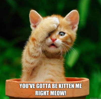 You've Gotta Be Kitten Me!.jpg